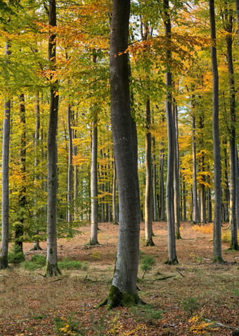 Outdoor - Træklatring og bål  - Klik for at tilmelde dig