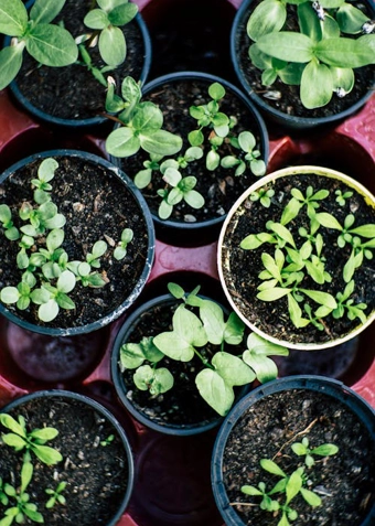 Grønne Fingre  – spirende projekter - Klik for at tilmelde dig